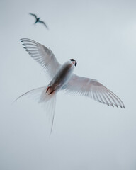 Elegant Arctic tern in flight against a soft sky in South Iceland