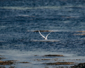 Fototapeta premium Arctic tern gracefully flying over coastal waters in South Iceland.