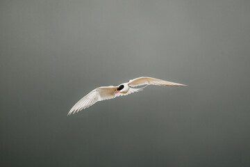 Arctic tern (kría) soaring gracefully with wings spread in South Iceland.