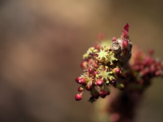 4月に咲いた可愛らしい大葉紅柏（オオバベニガシワ）の雄花