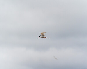A solitary Arctic tern (kria) gracefully gliding through the sky in South Iceland...