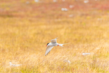 Arctic tern in flight over golden grassy fields in South Iceland