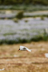 Arctic tern in flight over golden grassy fields in South Iceland