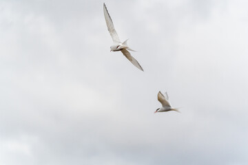 Pair of Arctic terns in graceful flight against a cloudy sky in South Iceland