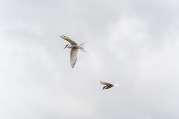 Pair of Arctic terns in graceful flight against a cloudy sky in South Iceland