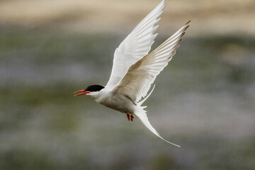 Arctic tern in elegant flight over a serene landscape in South Iceland