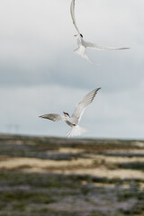 Two Arctic terns in flight over the scenic landscape of South Iceland