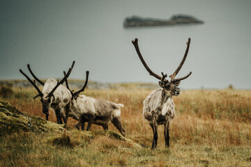 A group of reindeer grazing on mossy hills near the coast in East Iceland.