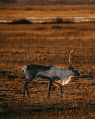 Reindeer standing in a golden sunset landscape, East Iceland