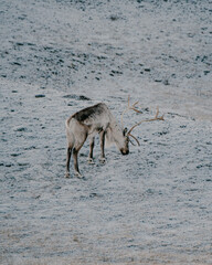 A lone reindeer grazing on a frosty landscape at sunrise in East Iceland. © _mishamartin