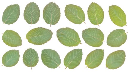 Obraz premium Isolated green leaves on white background, for design