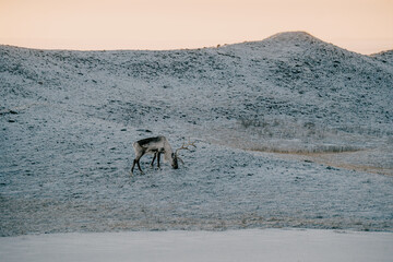 A lone reindeer grazing on a frosty landscape at sunrise in East Iceland.