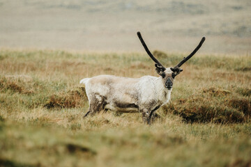 Wild reindeer grazing in the misty grasslands of East Iceland’s wilderness.