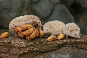 Three hedgehogs are eating ripe bananas that fell on the edge of a small pond. This mammal has the scientific name Atelerix albiventris.