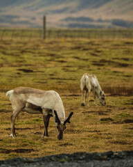 Two reindeer grazing on a grassy field in East Iceland, showcasing natural beauty.