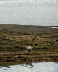 Fototapeta premium A reindeer standing on tundra with Vatnajökull Glacier and a reflective pond in South Iceland...