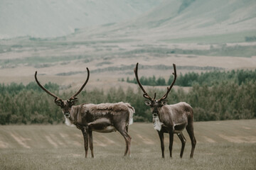 Two reindeer with majestic antlers grazing in the lush landscapes of East Iceland.