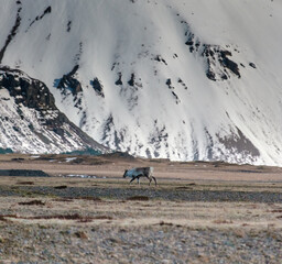Reindeer grazing in a vast field beneath snow-capped mountains, East Iceland...