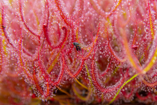 Vibrant colourful sundew Drosera carnivorous plant with captured fly