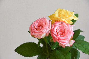 黄色とピンクのばら