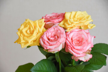 ピンクと黄色の濡れたバラ