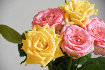 ピンクと黄色の濡れたばら