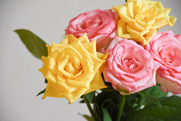 ピンクと黄色のばら