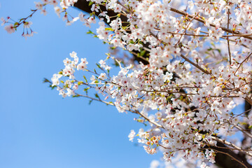 春の青空に映える桜
