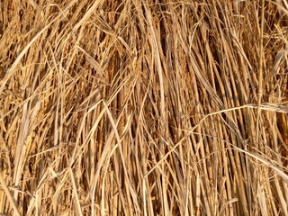 dry grass texture