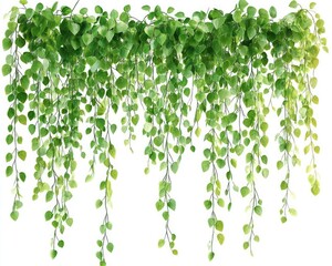 Hanging vine plant with green leaves isolated on white background, no shadow