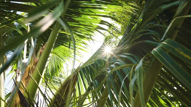 Background of coconut palm green tropical tree leaf sun light sky
