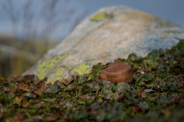A close-up of a small brown mushroom growing among green and red-tinged leaves.