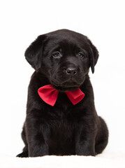 labrador puppy sitting