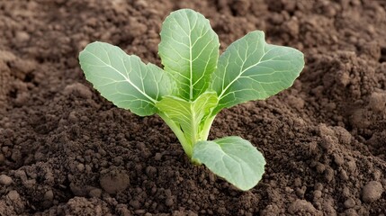 Thriving Young Plant in Fertile Soil Bathed in Sunlight for Eco-Growth Concepts