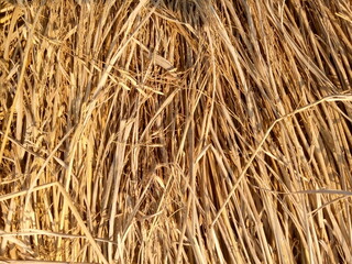 dry grass texture