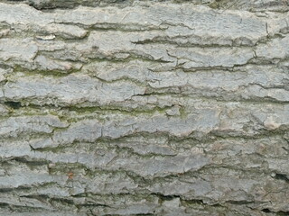 texture bark of a tree
