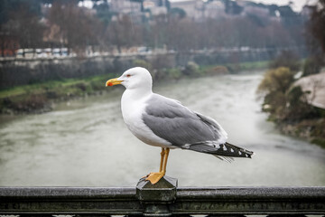 A seagull is standing on a railing near a river. The bird is looking to the left