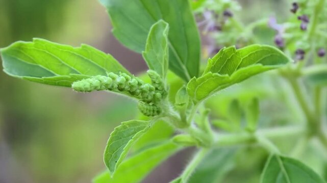 Basil flowers on the tree