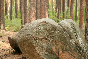 A large rock is sitting in the middle of a forest. The rock is covered in moss and has a rough surface