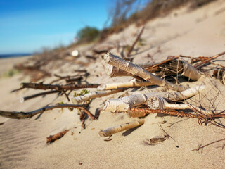 Tree branches lie on the shore of the Baltic Sea in Kaliningrad