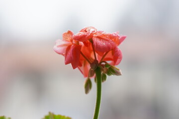 Ortensia Corallo con Riugiada © SIMONEILARIO