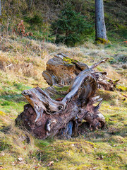 A large tree stump is sitting in the grass. The stump is brown and has moss growing on it