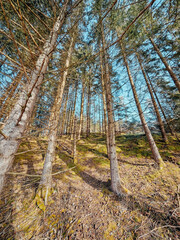 A forest with trees and a hill. The trees are tall and green. The sky is blue and clear