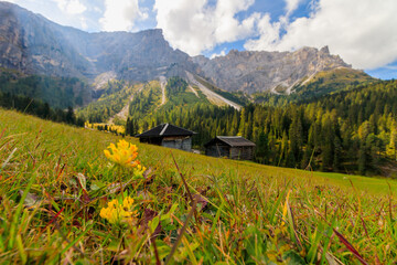 mountain wooden hut in the alps alpine with mountain peaks in the background and flowers in the...
