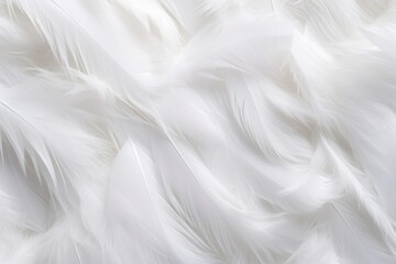 Close-up of fluffy, smooth feathers arranged in a flowing pattern creating a luxurious texture isolated on white background