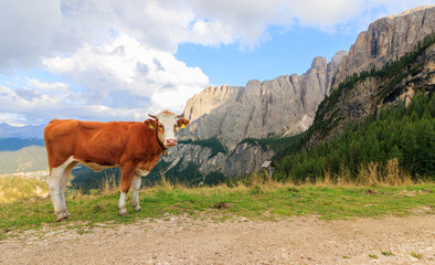 cow in the alps good looking in the camera with dolomites mountain rocks in the background