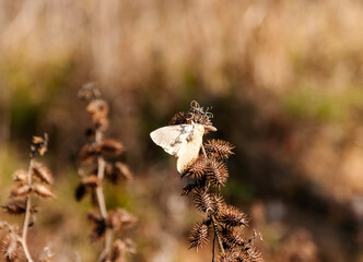 Delicate Wings and Spiky Textures