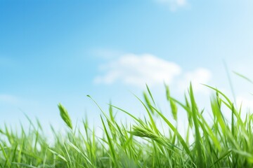 Low-angle perspective of fresh spring green grass reaching toward a bright sky