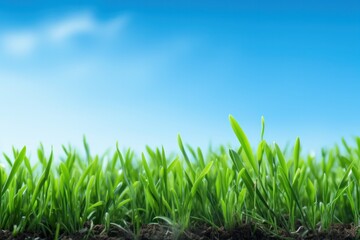 Fototapeta premium Low-angle perspective of fresh spring green grass reaching toward a bright sky
