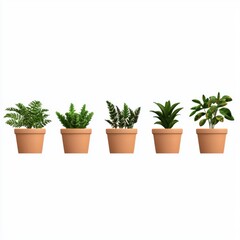 Fototapeta premium Five Varieties of Indoor Green Plants in Brown Terracotta Pots on a White Background